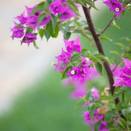 Glaro Garden